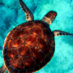 Ministerio de Medio Ambiente establece área protegida marina de 18.4 kilómetros cuadrados para tortugas en Laguna Arrecifal de Bávaro